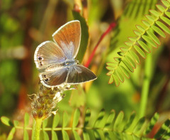 Echinargus isola