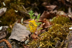 Corydalis aurea