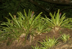 Guzmania monostachia
