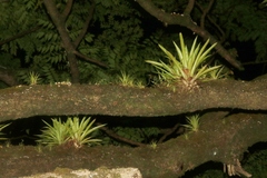 Guzmania monostachia