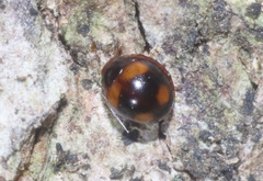 Sticholotis ruficeps