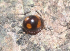 Sticholotis ruficeps