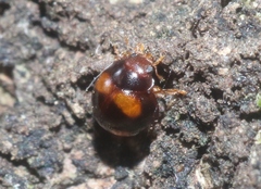 Sticholotis ruficeps