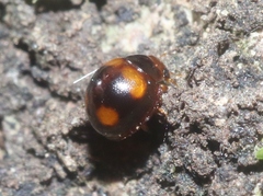Sticholotis ruficeps