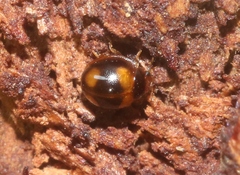 Sticholotis ruficeps