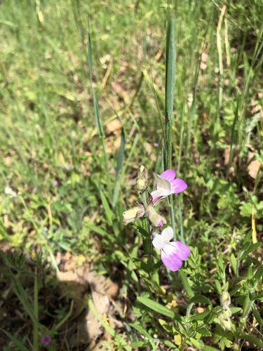 iNaturalist observation photo of Purple Chinese Houses