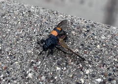 Nicrophorus