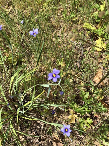 iNaturalist observation photo of western blue-eyed grass