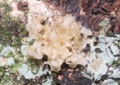 Tremella fuciformis