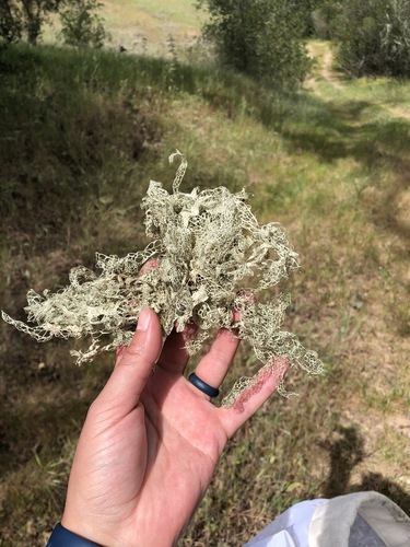 iNaturalist observation photo of lace lichen