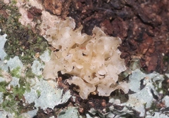 Tremella fuciformis