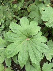 Petasites frigidus