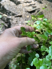 Hydrocotyle americana