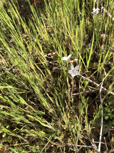 iNaturalist observation photo of San Francisco woodland-star