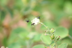 Frieseomelitta nigra