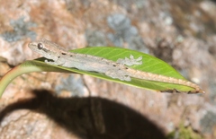 Lepidodactylus lugubris