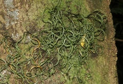 Lepisorus thunbergianus