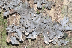 Peltigeraceae