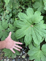 Petasites frigidus