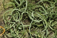 Lepisorus thunbergianus