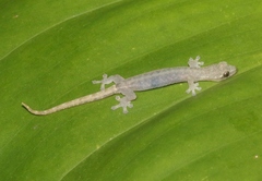 Hemiphyllodactylus typus
