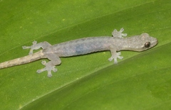 Hemiphyllodactylus typus