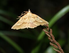 Ischalis variabilis