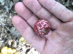 Amphibolips quercusjuglans