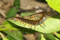 Scolopendra subspinipes
