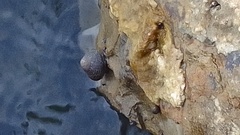 Phorcus turbinatus