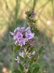Lespedeza violacea