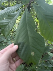 Asimina triloba