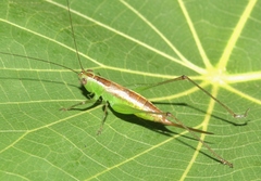 Conocephalus saltator