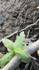 Eupatorium perfoliatum