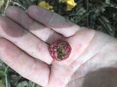 Amphibolips quercusjuglans