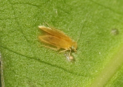 Lepidopsocus aureus