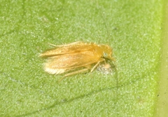 Lepidopsocus aureus