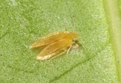 Lepidopsocus aureus