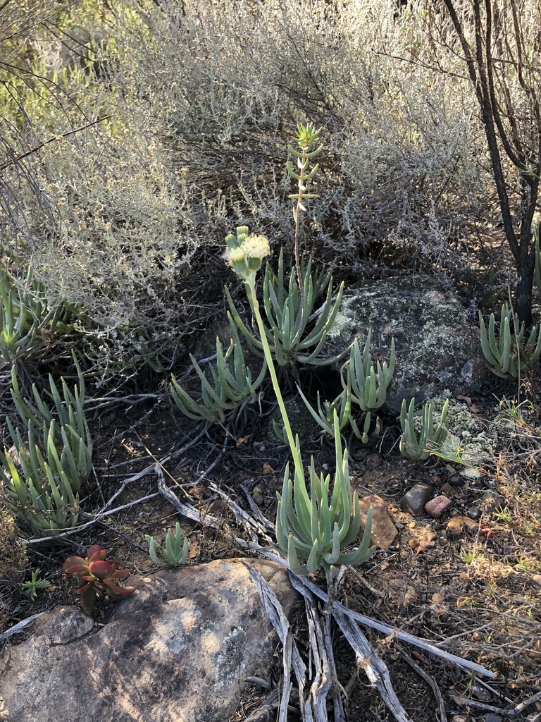 Curio talinoides