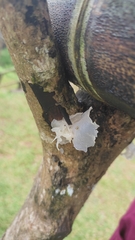 Tremella fuciformis