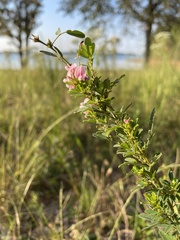 Lespedeza violacea