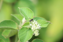 Frieseomelitta nigra