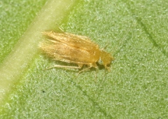 Lepidopsocus aureus