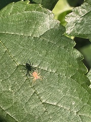 Araniella displicata