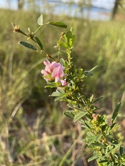 Lespedeza violacea