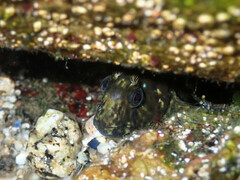 Parablennius sanguinolentus