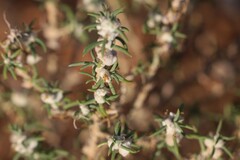 Dissocarpus paradoxus