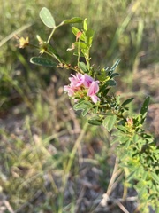 Lespedeza violacea