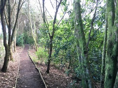 Melicytus ramiflorus