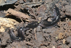 Endeavouria septemlineata